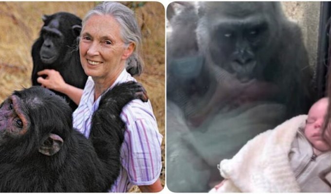 История мальчика, рождённого от шимпанзе (3 фото)
