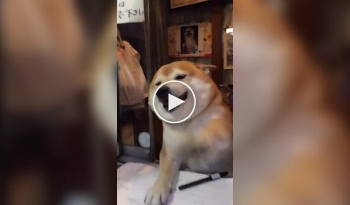 A Shiba Inu became the face of a tobacco shop in Tokyo