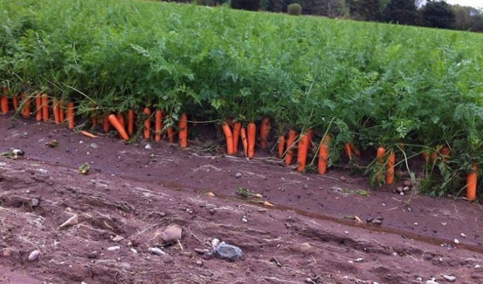 CelluComp Ltd вывела сорт самовыкапывающейся морковки (2 фото)