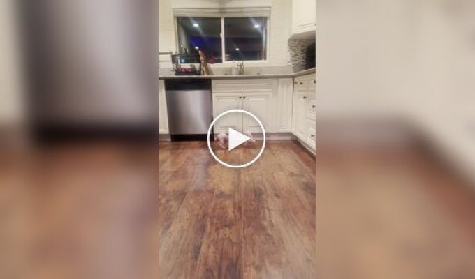 Сфинксы играют на кухне