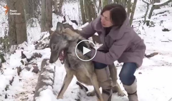 Белорусская активистка присматривает за волками