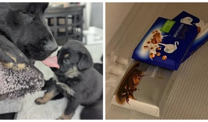 25 фото, на яких реальність жартує і навіть трохи знущається з нас (26 фото)