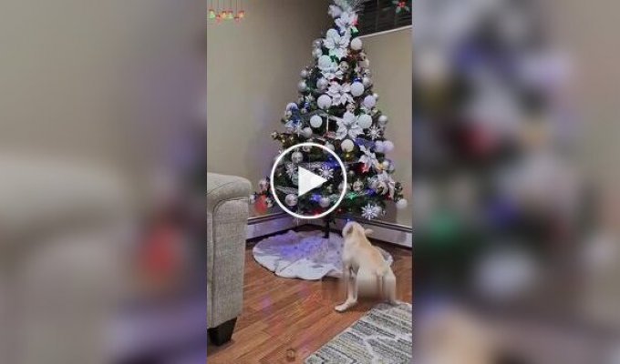 Собаки против новогодних елок