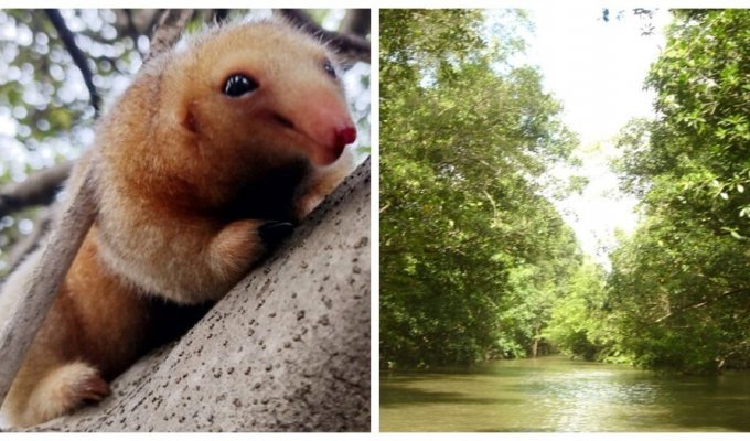Brazil's most adorable anteater claims to be a new species (9 photos)