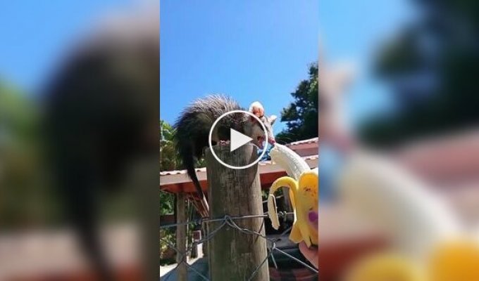 Жінка знайшла підхід до лякливого опосуму