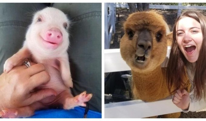 17 funny animals that need so little to be happy (21 photos)