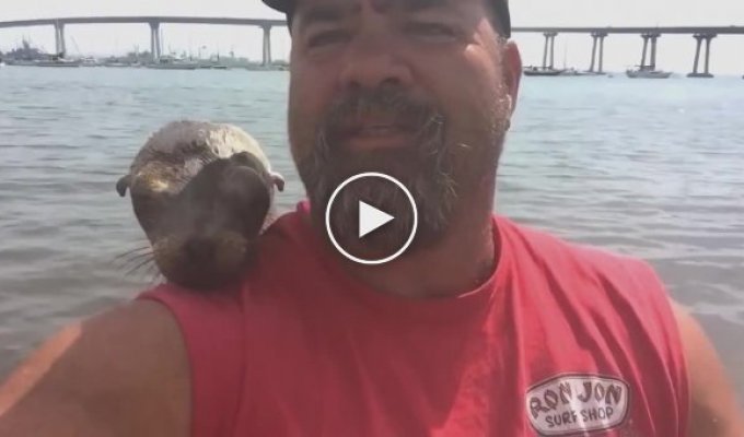 Маленький тюлень запрыгнул в рыбацкую лодку чтобы найти себе нового друга