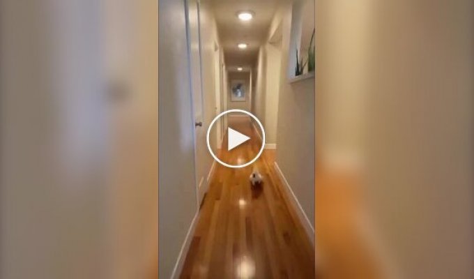 Пернатый любитель ночных вечеринок