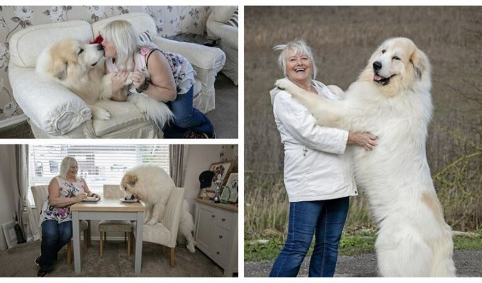 Чокнутый блондин: здоровенный пес, названный в честь Бориса Джонсона (10 фото)