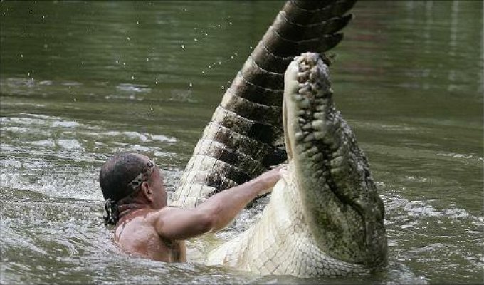 Дружба с крокодилом (4 фотографии)
