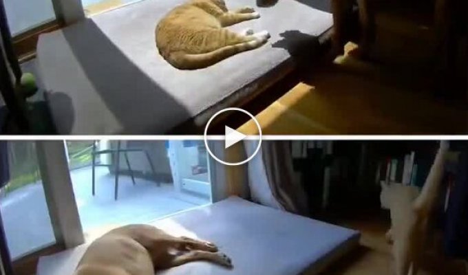 The camera caught a clear difference in the behavior of dogs and cats with each other