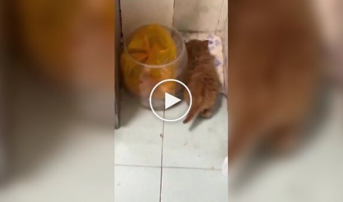 Обычная активность для рыжих котов