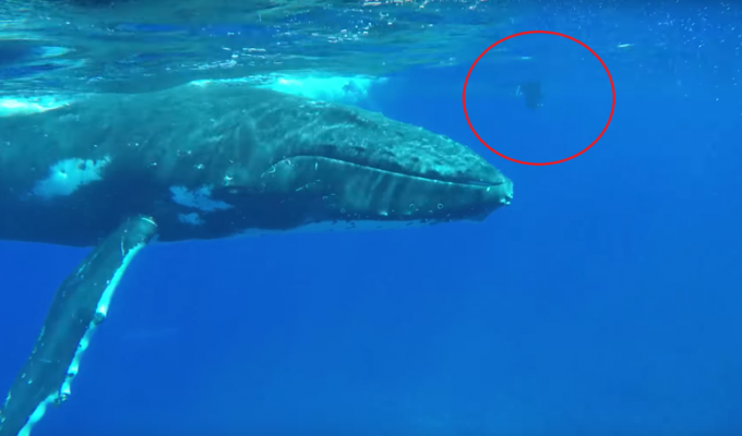 A humpback whale saved a woman from a shark (5 photos + 1 video)