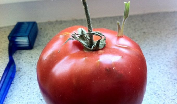 История одного помидора (12 фото)