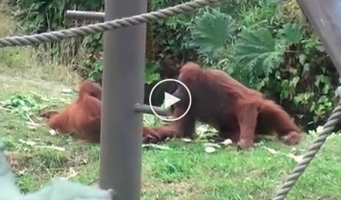 Маленький орангутанг пытается убежать от своей матери