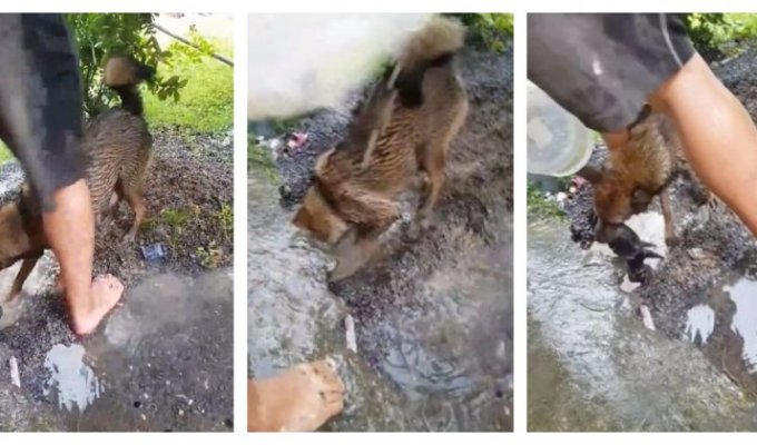Собака спасла своих щенят из затопленного дождем дома (2 фото + 1 видео)