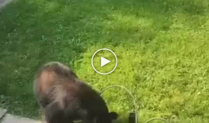 Кот впервые увидел медведя и ненадолго впал в ступор