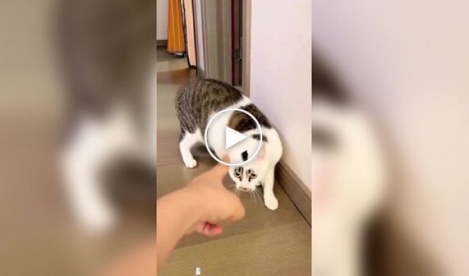 Коты, которые не любят, когда в них тычут пальцем