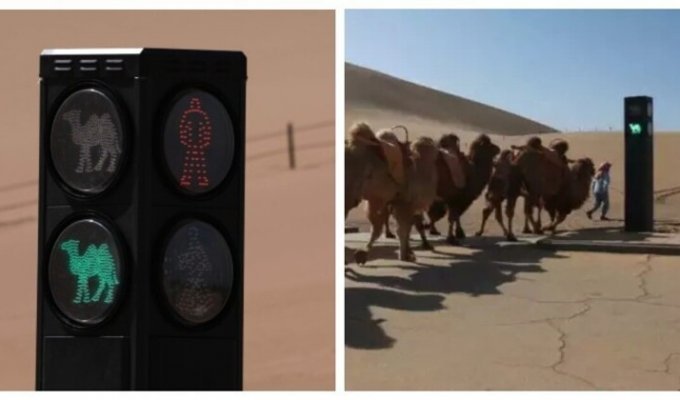 Шеф, притормози: китайцы установили светофор для верблюдов (7 фото)