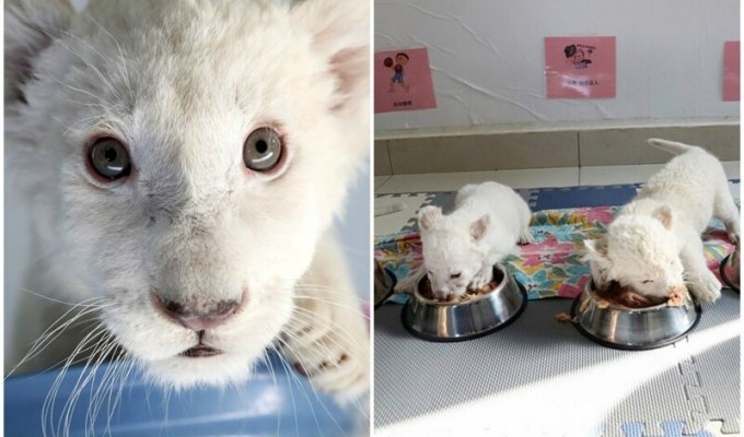 В Китае родились редчайшие белые львята (8 фото + 1 видео)