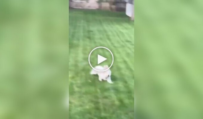A pet dog attempted to catch a rabbit.
