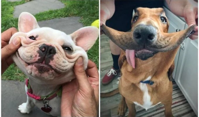 20+ Dogs with the Cutest Cheeks You Can't Help but Cuddle (32 photos)