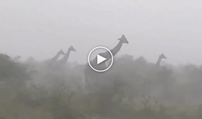 Грустный факт о жирафах