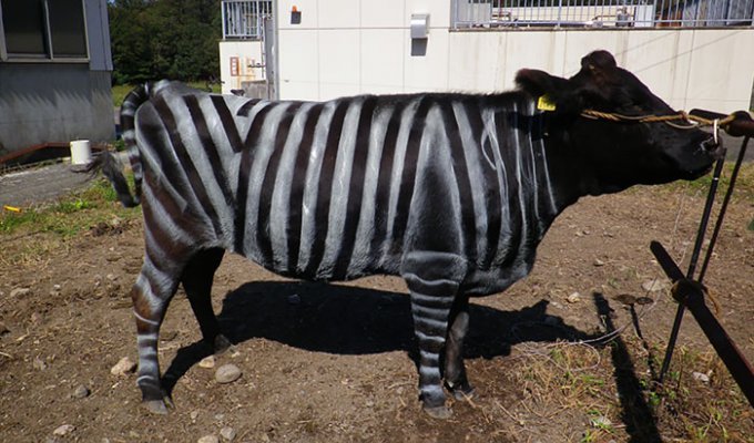 Вчені перефарбували корів у зебр та отримали несподіваний ефект (4 фото)