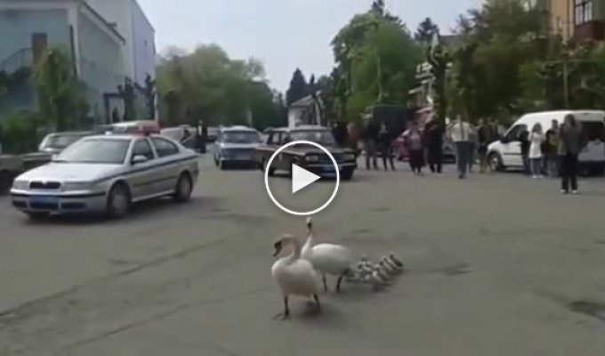 Лебеди переводят лебедят через дорогу. Тульчин