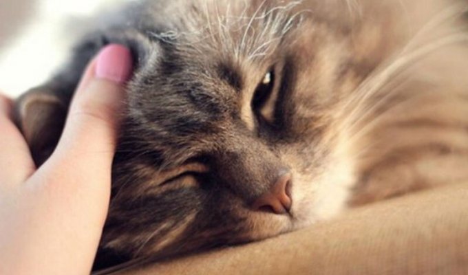Ирландская ветеринарная клиника ищет профессионального «гладильщика котов» (3 фото)