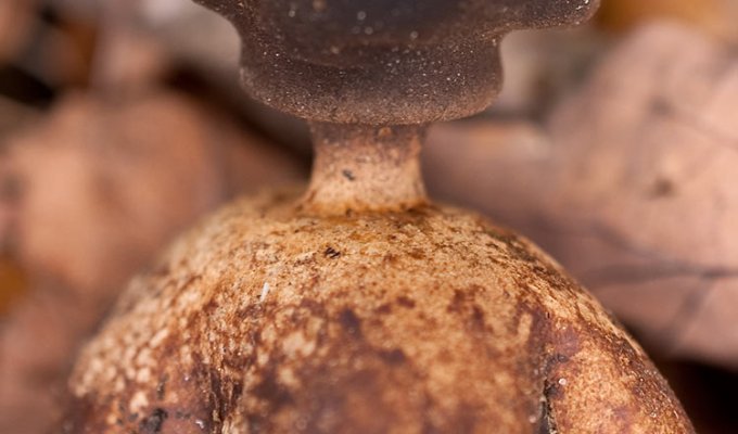 Самые необычные грибы мира (38 фото)