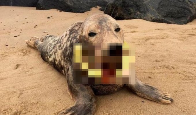 A seal with a ring around its neck was found on the coast of Britain (5 photos)