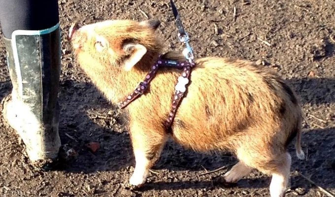 Милая история о том, как мини-пиг стал огромной свиньей и лучшим другом семьи (7 фото)