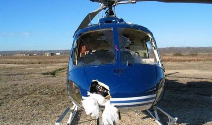 Столкновение вертолёта со стаей гусей (14 фото)