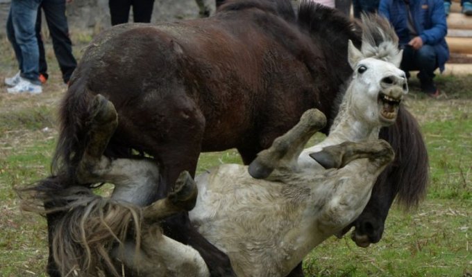 В Китае провели лошадиные бои (9 фото)