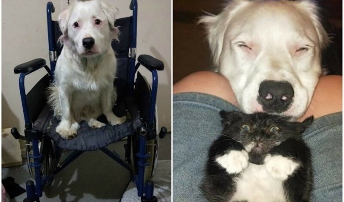Слепой и глухой пес заботится о животных, которых спасает хозяйка (10 фото)