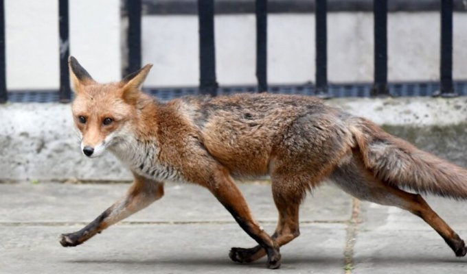Fox invasion in London (5 photos + 2 videos)