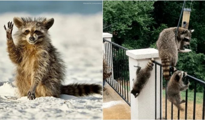 От мусорки к миске: еноты повторяют путь собак и кошек в эволюции (2 фото + 5 видео)