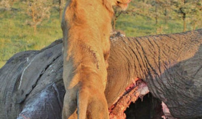 Находчивая гиена спаслась ото львов (5 фото)