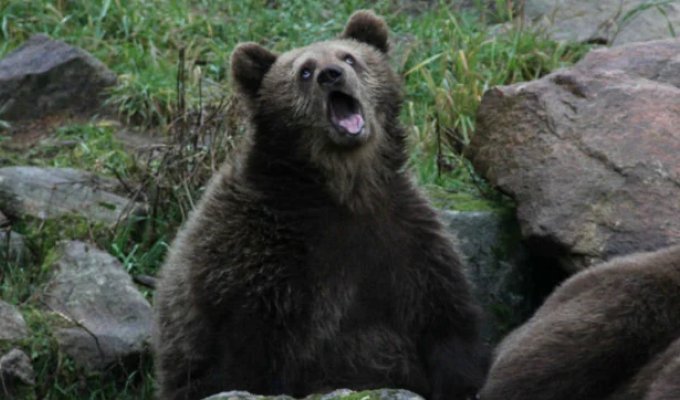 Hilariously Unphotogenic Animals Caught on Camera (24 Photos)