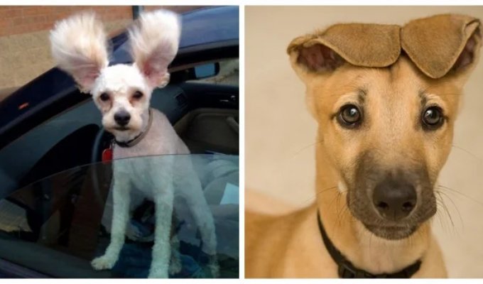 18 dogs with incredibly funny ears (19 photos)