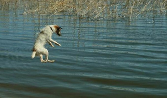Летающие собаки (12 фото)