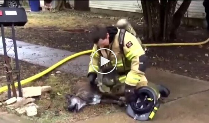 Пожарный спасает жизнь беспомощной собаке после того, как ее нашли в густом дыму внутри дома