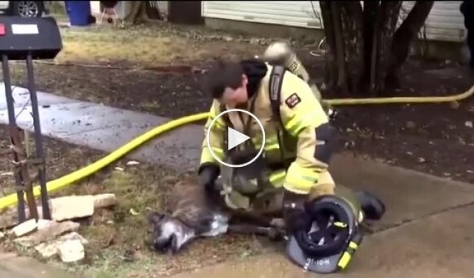 Firefighter saves life of helpless dog after it was found in thick smoke inside a house