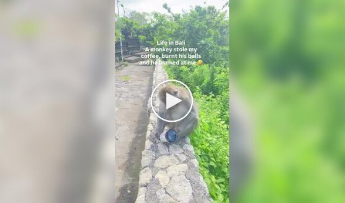 Мавпа вкрала склянку з кавою і поплатилася за це