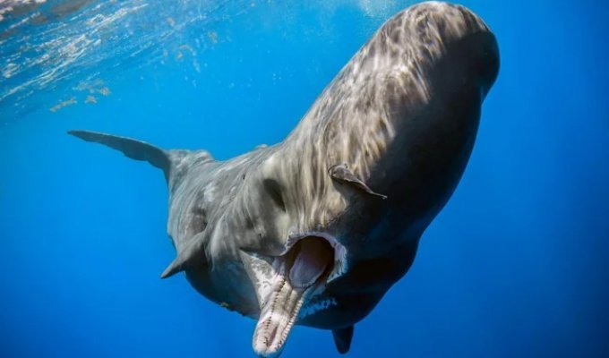 Месть за промысел: как и зачем киты иногда атакуют корабли? (9 фото)