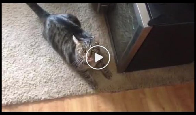Реакция кошки на запах другого кота на хозяйке