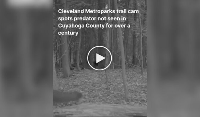 В США на видео попало животное, считавшееся истребленным в регионе