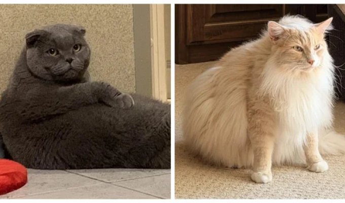 30 Chonky Optimists Whose Entire Relationship With Food Can Be Summed Up in One Word: "More" (31 Photos)