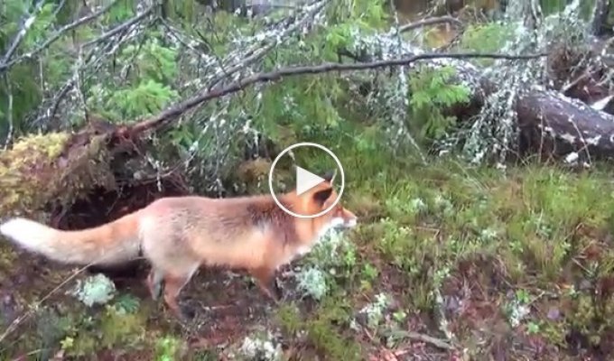 The dog accidentally met a wild fox. Something happened that no one could believe